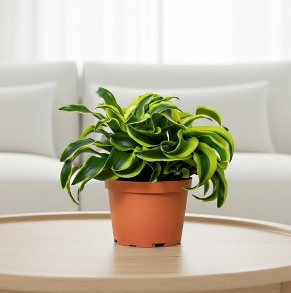 Dracaena Tornado