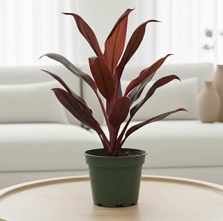 Cordyline 'Calypso Queen'