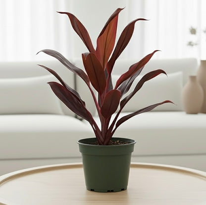 Cordyline 'Calypso Queen'