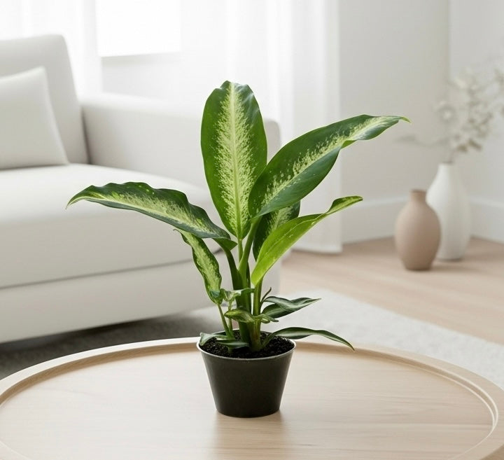 Dieffenbachia Panther