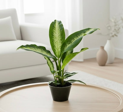 Dieffenbachia Panther