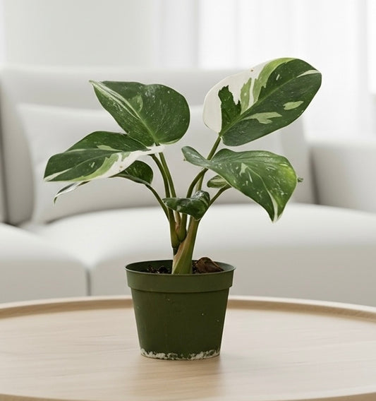 Philodendron 'White Princess'