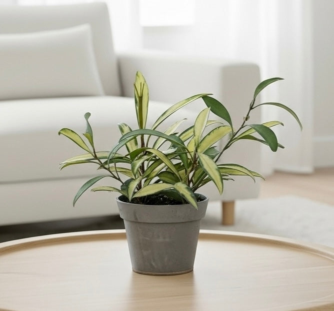 Hoya Wayetii Variegated