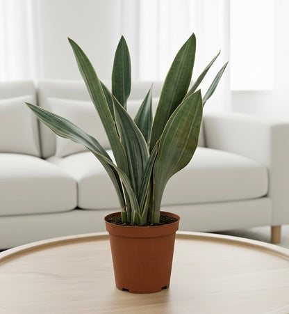 Snake Plant 'Sayuri'