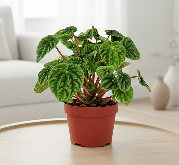 Ripple Peperomia