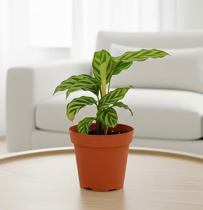 Calathea Concinna 'Freddie'