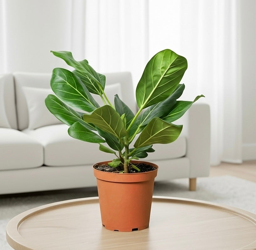 Ficus 'Audrey'
