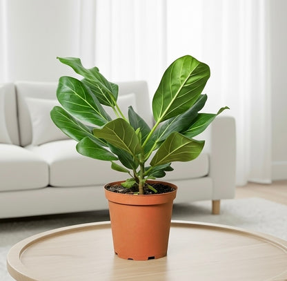Ficus 'Audrey'