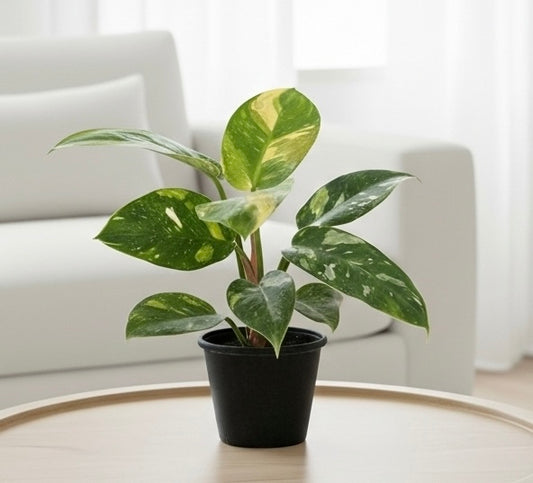 Philodendron 'Congo Nuclear'