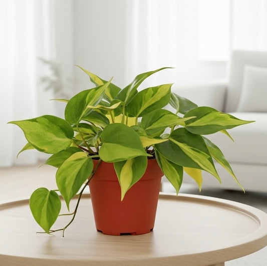 Philodendron 'Brasil'