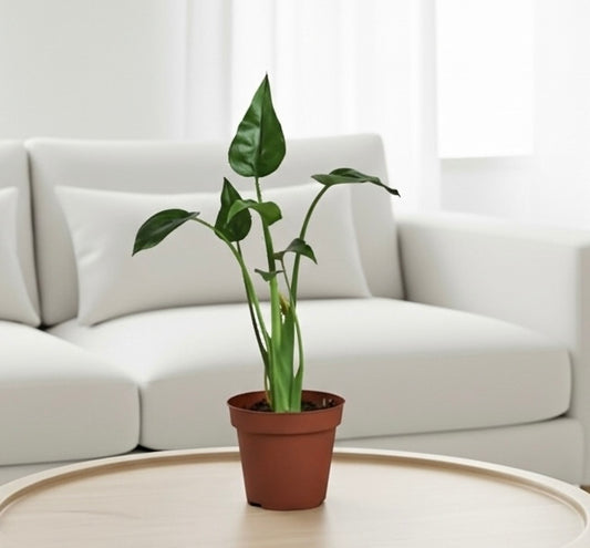 Alocasia 'Tiny Dancer' - 4" Pot