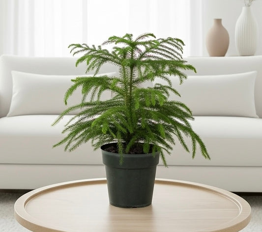 Norfolk 'Island Pine'