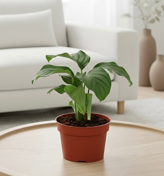 Calathea 'Orbifolia'