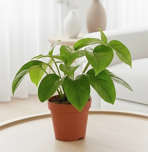 Pothos 'Green Queen'