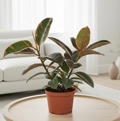Rubber Plant Ficus Elastica 'Ruby Pink'