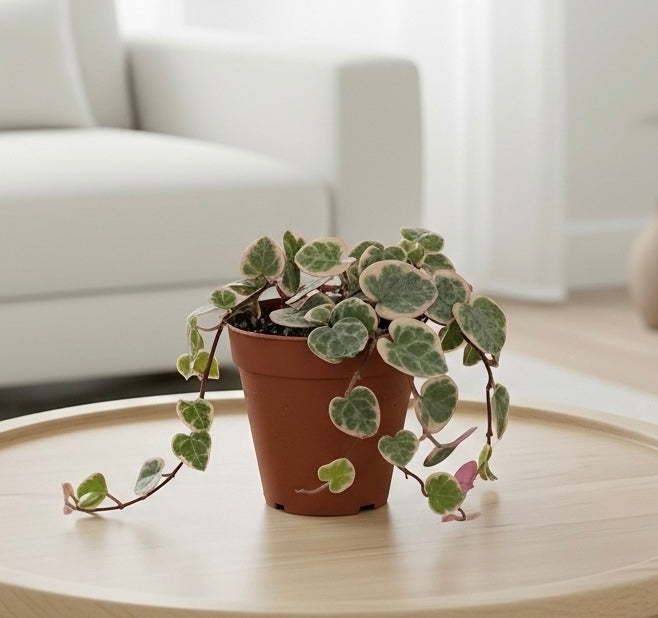 String of Hearts Variegated