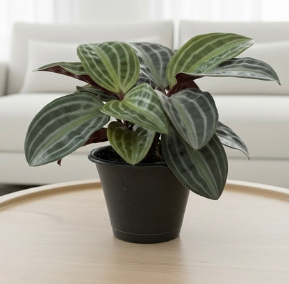 Geogenanthus 'Seersucker'