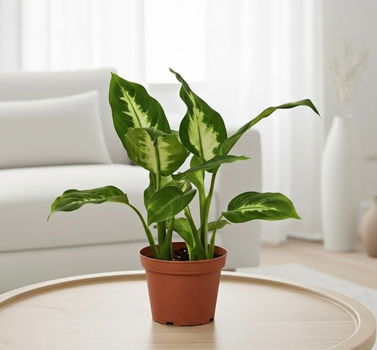 Dieffenbachia Camille