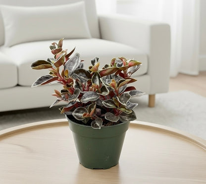 Peperomia 'Metallica'