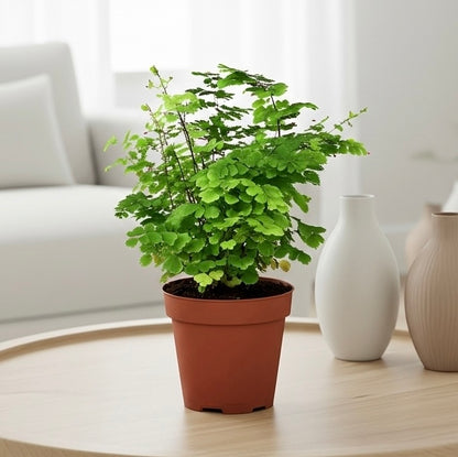 Maidenhair Fern