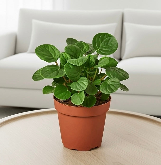 Peperomia 'Rana Verde'