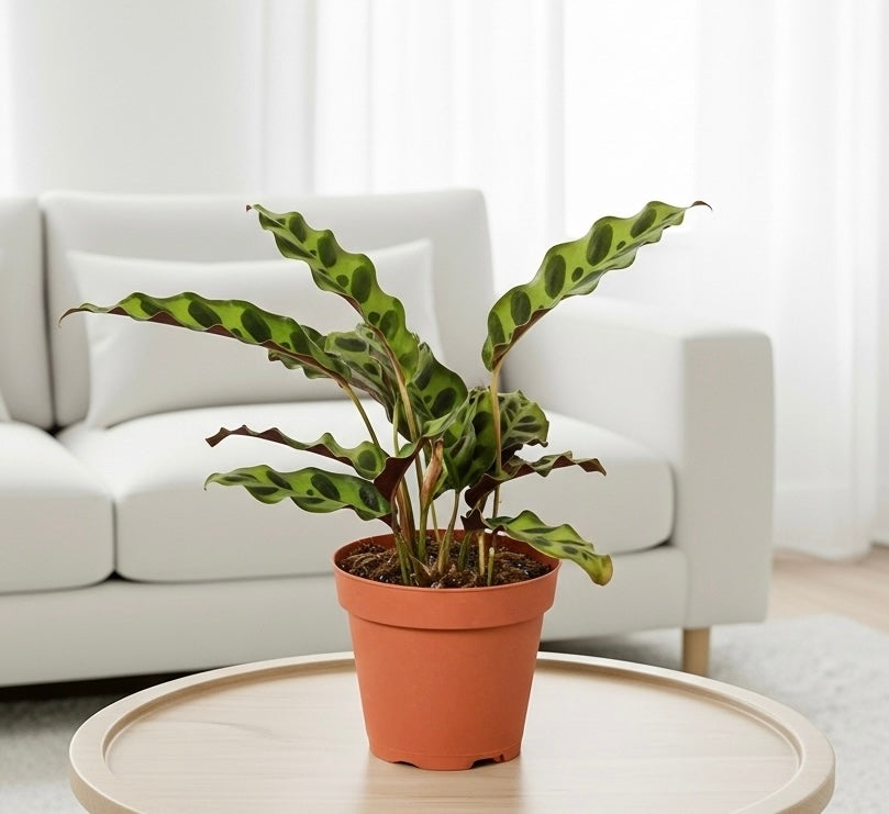 Calathea Lancifolia 'Rattlesnake'