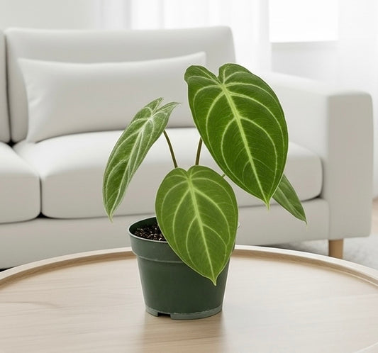 Syngonium 'Ice Frost'