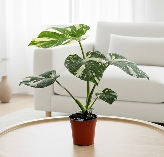 Monstera 'Thai Constellation'