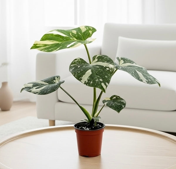 Monstera