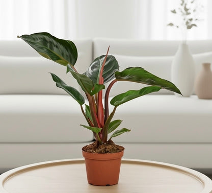 Philodendron 'Congo Rojo'