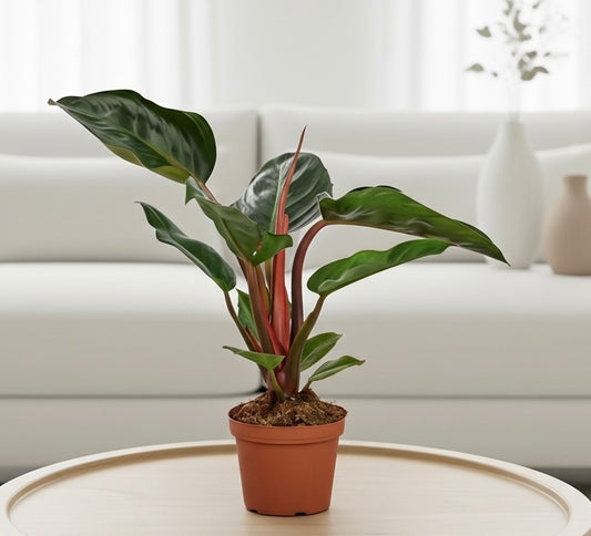 Philodendron 'Congo Rojo'