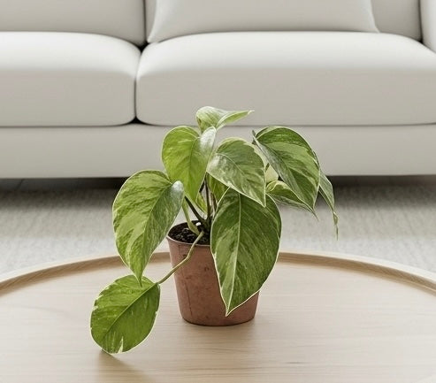 Pothos 'Albo Variegata'