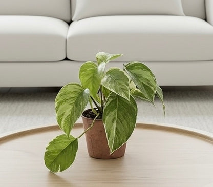 Pothos 'Albo Variegata'