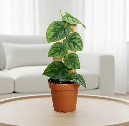 Monstera 'Dubia' (Shingle Plant)