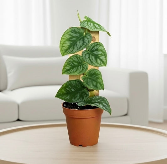 Monstera 'Dubia' (Shingle Plant)