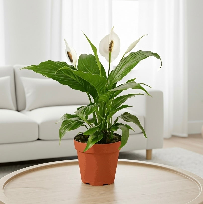 Peace Lily