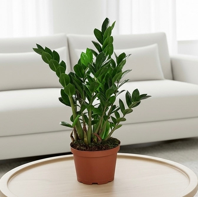 Zamioculcas Zamiifolia ZZ