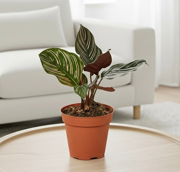 Calathea