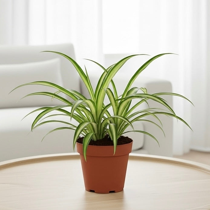 Spider Plant Hawaiian