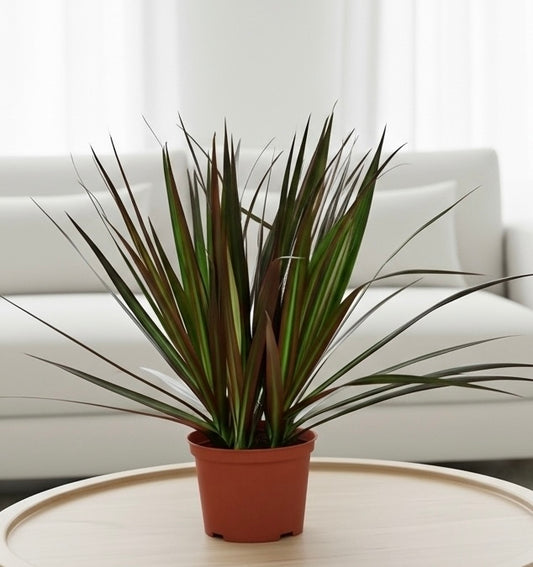 Dracaena 'Marginata Magenta'