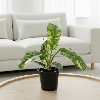 Philodendron Ring of Fire Variegated