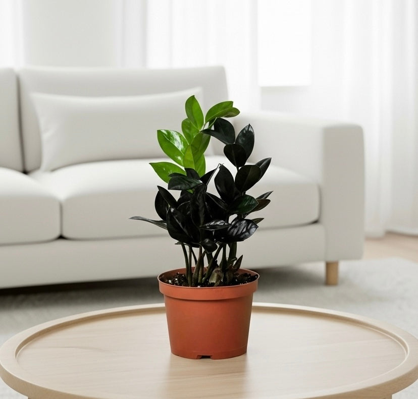 ZZ Zamioculcas 'Black Queen'