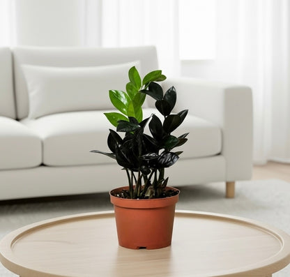 ZZ Zamioculcas 'Black Queen'