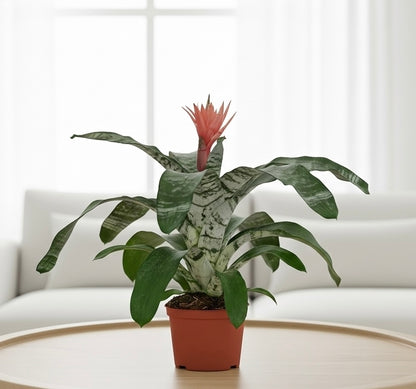 Bromeliad 'Silver Vase'