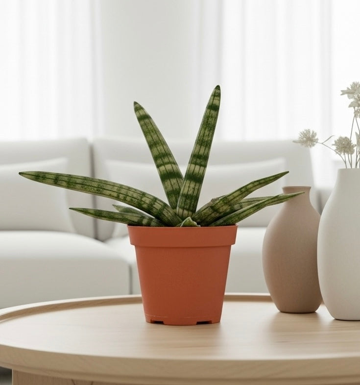 Snake Plant Starfish