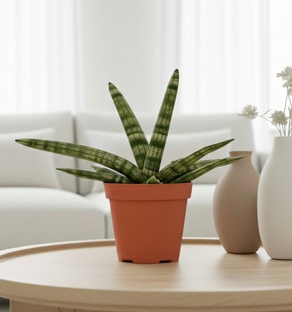 Snake Plant Starfish