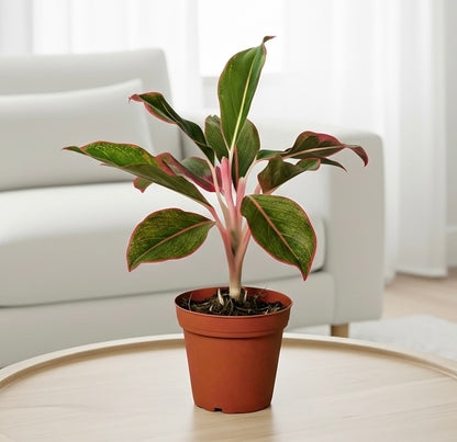 Chinese Evergreen 'Red Siam'