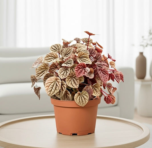 Peperomia 'Quito'