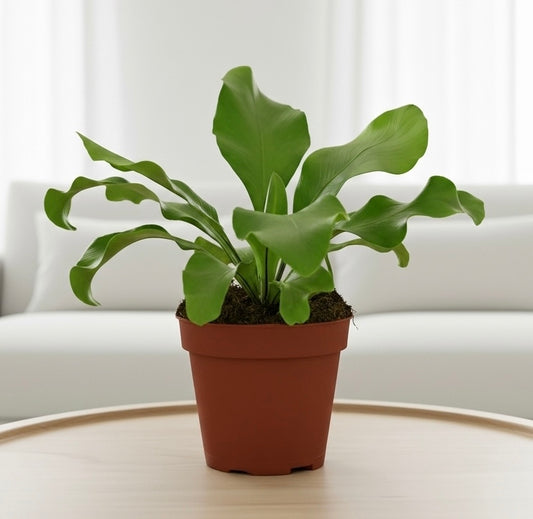 Bird's Nest 'Nidus' Fern