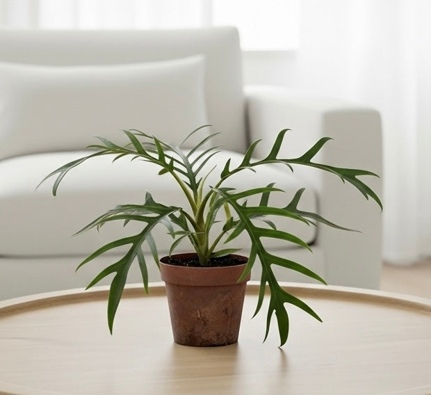 Philodendron 'Tortum'